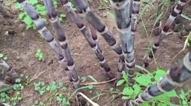 சிதம்பரம்: புவனகிரி பகுதியில் பொங்கல் கரும்பு சாய்ந்ததால் விவசாயிகள் கவலை