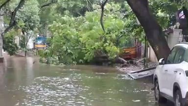 எழும்பூர்: ராமநாதன் தெருவில் வேரோடு சாய்ந்த மரம் - அதிர்ஷ்டவசமாக உயிர்தப்பிய பொதுமக்கள்