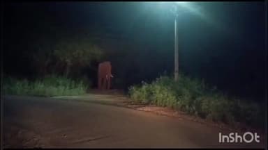 மேட்டுப்பாளையம்: காந்த வயல் பகுதியில் வனத்துறையினரின் வாகனத்தை சேதப்படுத்திய காட்டு யானை