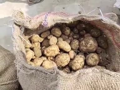 फर्रुखाबाद: एशिया की सबसे बड़ी सातनपुर आलू मंडी में करीब 8000 पैकेट की हुई आवक, आलू की आवक बढ़ने से भाव में आई गिरावट