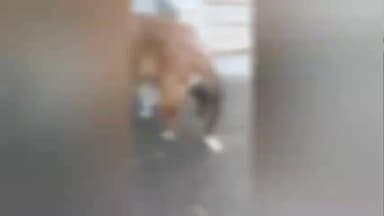 પાલીતાણા: પાલીતાણા સરકારી પશુ ડોક્ટર દ્વારા શ્વાનની સારવારમાં બેદરકારી કરી હોવાનો SPCA મેમ્બરનો આક્ષેપ