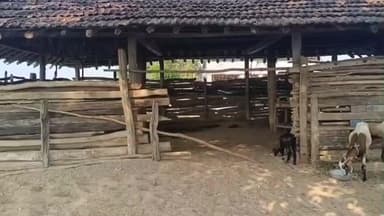 కాగజ్నగర్: పాత సోమిని గ్రామంలో చెట్టు కింద బడి, విద్యార్థుల అవస్థలు