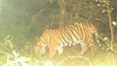 मोहला मानपुर जिले के जंगल में बाघ की दस्तक, ट्रेपिंग कैमरे में आई तस्वीर, डीएफओ ने की पुष्टि