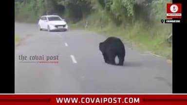 A bear spotted racing on Valparai-Pollachi highway: Motorists startled