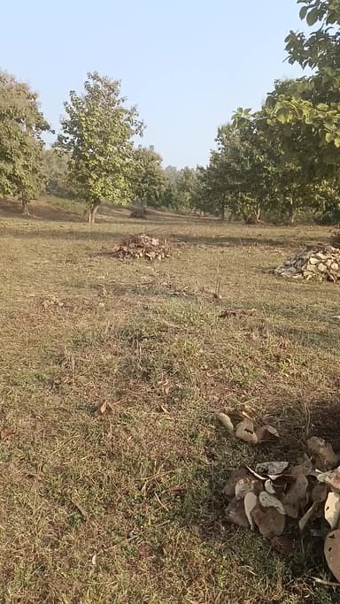 जिला देवास तहसील कन्नौद ग्राम डोकाकुई के जंगलों में अतिक्रमण किया जा रहा है