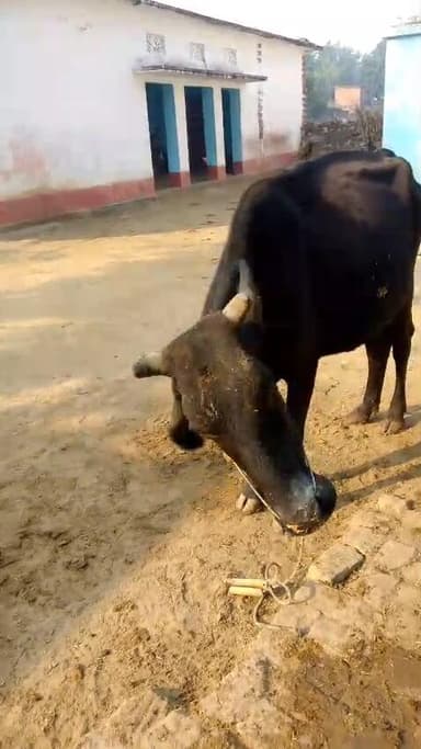 यह गाय बिकाऊ है #flowers #follow
