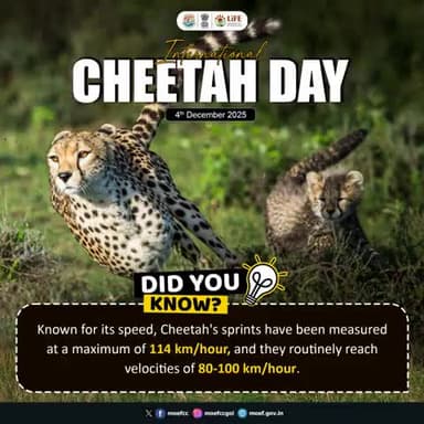 The cheetah’s unmatched speed makes it one of nature’s most extraordinary hunters—reaching up to 114 km/h in short bursts.
#InternationalCheetahDay #Cheetah #MissionLiFE
#CheetahDay