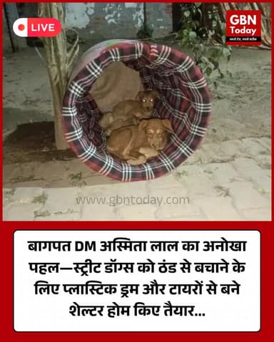 बागपत DM अस्मिता लाल का अनोखा पहल #Baghpat #UttarPradesh #AsmitLalIAS #StreetDogs #AnimalCare #WinterShelter #Humanity