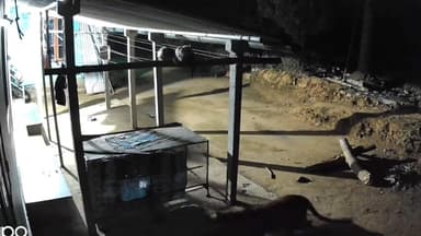 பந்தலூர்: படச்சேரி கிராம பகுதியில் பூனையை பிடிக்க முற்பட்ட புலியால் பரபரப்பு