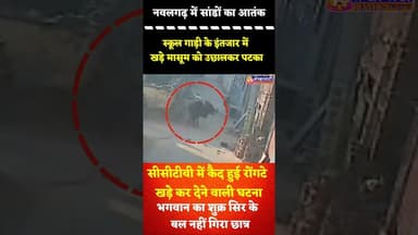 #नवलगढ़ में सांडों का आतंक, स्कूल गाड़ी के इंतजार में खड़े मासूम को उछालकर पटका, सीसीटीवी में कैद