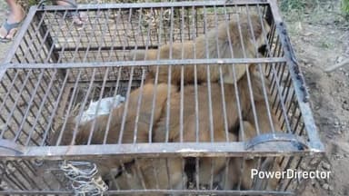 ओखलकांडा: वन विभाग ने फसल को नुकसान पहुंचा रहे 10 बंदरों को रेस्क्यू कर पकड़ा