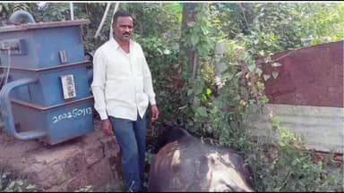 శ్రీరాంపూర్: బోరునరసాపురంలో విద్యుత్ షాక్ తో పాడి గేదె మృతి