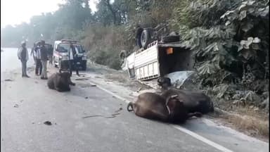 ओबरा: ककरोहिया पुलिया के पास टैंकर-पिकअप में जोरदार टक्कर, 5 भैंस गंभीर रूप से घायल, पुलिस राहत बचाव कार्य में जुटी.