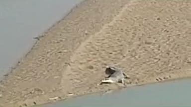 जमुनहा: मधवापुर पुल के निकट राप्ती नदी में दिखा मगरमच्छ, लोगों में हड़कंप, प्रशासन ने सतर्क रहने की की अपील