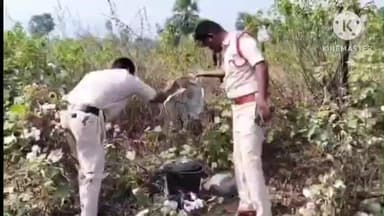 బెల్లంపల్లి: లంబాడితండా గ్రామ శివారులో గుడుంబా స్థావరాలపై పోలీసుల దాడులు