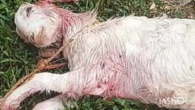 വടകര: ചെമ്മരത്തൂരിൽ തെരുവുനായ ശല്യം രൂക്ഷം, വീട്ടിലെ ആടിനെ കടിച്ചുകൊന്നു