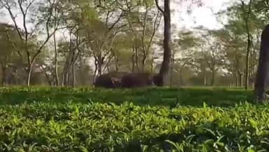 ঢেকিয়াজুলি ভাগ: ৰঙাপৰাৰ নাম গাঁৱত বনৰীয়া হাতীৰ জাকৰ মুক্ত বিচৰণ