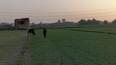 मड़ियाहू: रामनगर क्षेत्र में आवारा पशुओं के कारण किसानों की फसलें बर्बाद, चिंता बढ़ी