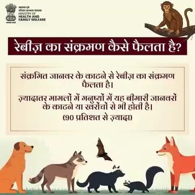 #RabiesPrevention | जानिए रेबीज़ कैसे फैलता है!
संक्रमित जानवर के काटने या खरोंच से यह घातक बीमारी फैल सकती है।सावधानी और समय पर टीकाकरण ही है इसका बचाव।
