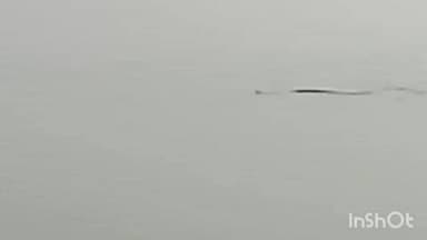 अनूपशहर: अनूपशहर कोतवाली क्षेत्र के गांव बच्ची खेड़ा में वकील फार्म के पास दिखा अजगर, गंगा किनारे सुरक्षित स्थान पर छोड़ा गया