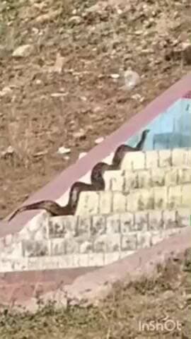 धामपुर: रेहड़ क्षेत्र के पीली डैम के तटबंध पर चढ़ रहे एक अजगर सर्प का वीडियो सोशल मीडिया पर वायरल