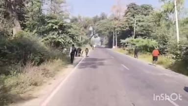 संडीला: बेनीगंज क्षेत्र में घुमंतू गौवंश से किसान परेशान, फसल बचाने के लिए दिन-रात दे रहे पहरा