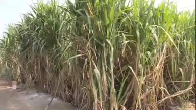 ನಿಡಗುಂದಿ: ಕಬ್ಬು ಬೆಳೆದು ಸಾಧನೆ ಗೈದ ಮಾಜಿ ಯೋದ ನಾರಾಯಣ ಸಾಳುಂಕೆ, ಕುತೂಹಲದಿಂದ ವೀಕ್ಷಣೆ ಮಾಡುತ್ತಿರುವ ರೈತರು