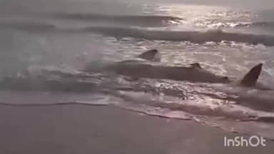 పలాస: ఎర్రముక్కాం సముద్రపు తీరానికి కొట్టుకు వచ్చిన భారీ సొర చేప, చాపను చూసేందుకు పెద్ద సంఖ్యలో తరలి వెళ్లిన గ్రామస్తులు