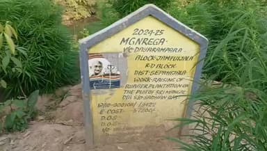 জামপুইজলা: দয়ারাম পাড়া গাঁজা বাগানে মহাত্মা গান্ধীর ছবি