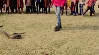 निचलौल: गुरली रमगढवा स्कूल में निकला विशालकाय अजगर, राम बच्चन साहनी की टीम ने किया सफल रेस्क्यू