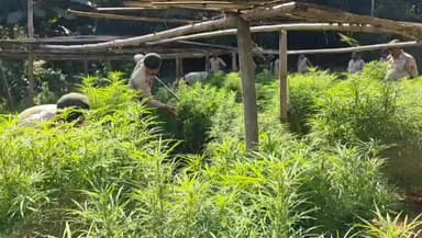 বিশালগড়: চাম্পামুড়া গাঁজা বাগান ধ্বংস অভিযানে বিশালগড় থানা পুলিশের সাফল্য!