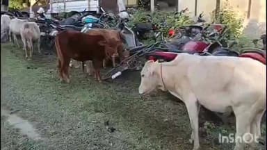 মৰিগাঁও: মিকিৰভেটাত ৩০ টাকৈ চোৰাং গৰু ভৰ্তি ট্ৰাক সহ ৩ জনক আতক মিকিৰভেটা আৰক্ষীৰ