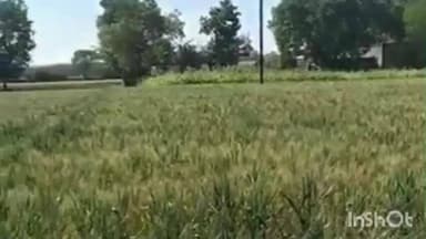 शिरुर अनंतपाळ: पोषक वातावरणामुळे रब्बी पिके जोमात तालुक्यातील शेतकऱ्यांत समाधान