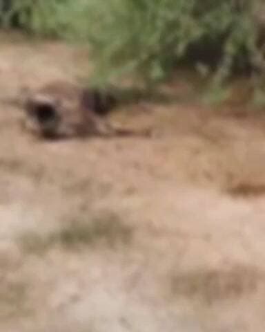 बिल्हौर: बिहारीपुर गौशाला में 71 गोवंश गायब, मृत मिले पशु, कर्मचारी नदारत, चारा भी गायब, अधिकारियों को भेजी गई रिपोर्ट