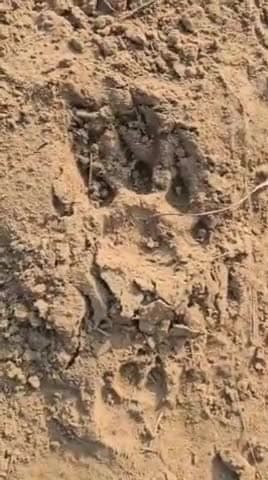 महोली: मुसब्बरपुर में किसान के सामने सियार को दबोच ले गया तेंदुआ, किसान ने भागकर बचाई जान, मचा हड़कंप