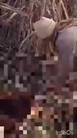 पलिया: पटिहन गांव में बाघ का आतंक, बछड़े को बाघ ने बनाया निवाला, वन विभाग ने लगाया पिंजड़ा