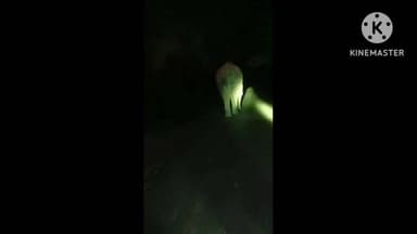 ରାସଗୋବିନ୍ଦପୁର: ବଡାମପୁର ଜଙ୍ଗଲରୁ ବାହାରି ଖାଦ୍ୟ ଅନ୍ୱେଷଣରେ ଜନବସତିମୁହାଁ ଅଗ୍ରସର ହେଉଛି ଗୋଠଛଡା ଦନ୍ତାହାତୀ, ଘଟଣାସ୍ଥଳରେ ଗଜସାଥୀ ମୁତୟନ