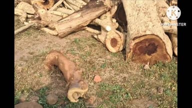 पाली: ग्राम अर्जुन खिरिया में छूट वाले पेड़ों की कटाई के नाम पर प्रतिबंधित पेड़ों का कटान, वीडियो हुआ वायरल