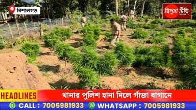 দুদিন পর আবারো গাঁ*জা বিরোধী অভিযানে সাফল্য বিশালগড় থানা বাবুদের।