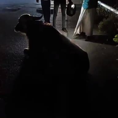 శింగనమల: కన్నంపల్లి గ్రామం వద్ద గేదెన ఢీకొన్న ద్విచక్ర వాహనం ఇద్దరికీ తీవ్రమైన గాయాలు.