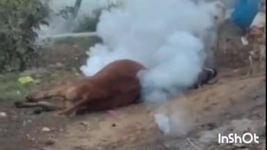 मांट: मांट के गाँव भद्रवन में बिजली का तार टूटकर गाय के ऊपर गिरा, गाय जिन्दा जलकर मरी