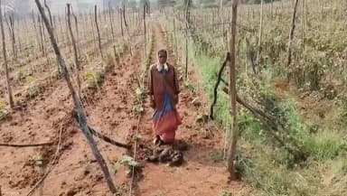 ಗುಂಡ್ಲುಪೇಟೆ: ಗುಂಡ್ಲುಪೇಟೆಯ ಮಂಚಹಳ್ಳಿ ಗ್ರಾಮದಲ್ಲಿ ಕಾಡಾನೆ ದಾಳಿ: ಬೆಳೆ ನಾಶ, ರೈತರಿಗೆ ಸಂಕಷ್ಟ