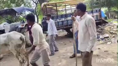 जलालाबाद: जलालाबाद के उबरिया खेड़ा के पास आवारा गोवंश को पकड़कर गौशाला में पहुंचाया गया