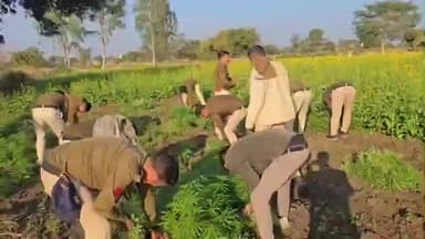 रामपुरा: ग्राम श्योपुरिया चक्की वाला में पुलिस ने पकड़ी अवैध गांजा की खेती, 15 हजार पौधे जब्त