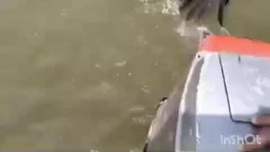 കോഴഞ്ചേരി: ആറൻമുളയിൽ പമ്പാ നദിയിൽ കാലിൽ ചൂണ്ട തറച്ച് പറക്കാൻ ആവാതെ അപകടത്തിൽപ്പെട്ട പരുന്തിനെ ഫയർഫോഴ്സ് സ്കൂബാ ടീം രക്ഷപ്പെടുത്തി