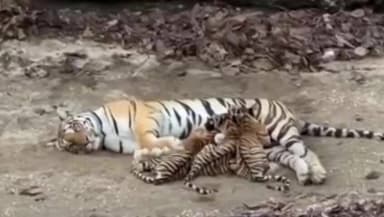 பொள்ளாச்சி: பொள்ளாச்சி அருகே வனப்பகுதியில் பெண் புலி தனது குட்டிகளுக்கு பால் கொடுக்கும் வீடியோ வைரல்