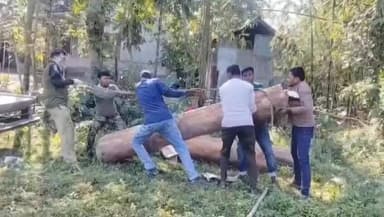 আলিপুরদুয়ার ২: চেপানী চৌপথী সংলগ্ন কাঠ চেরাই মিলের ১০০ মিটারের মধ্যে উদ্ধার প্রায় ১০০ সিএফটি চোরাই কাঠ