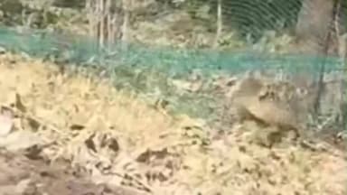 मूल: केसला घाट जवळ वन प्राण्यांच्या व मनुष्याच्या सुरक्षेसाठी लावलेल्या जाळित अडकला बिबट