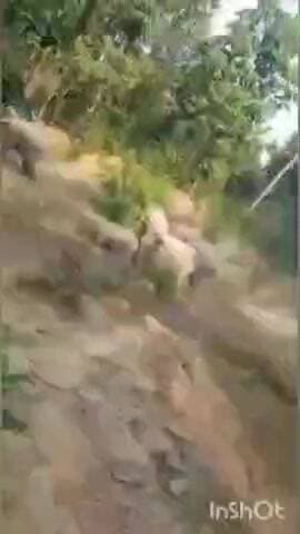 किशोरी पंडोपारा से 11 हाथियों का दल जंगल की ओर रवाना, मनेंद्रगढ़ वन मंडल ने रेंजरों को किया सतर्क