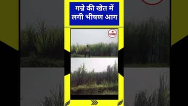 गन्ने की खेत में लगी भीषण आग। #शॉर्ट्स #trending